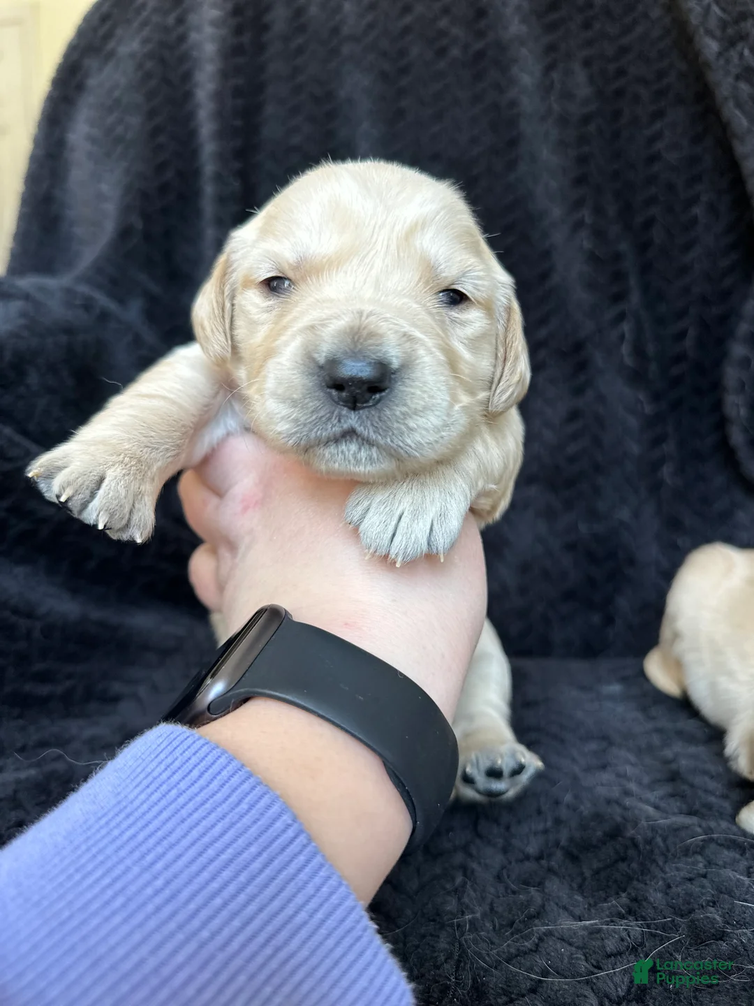 Golden Retriever dogs for sale: The Charlie Brown girls - Ad 2