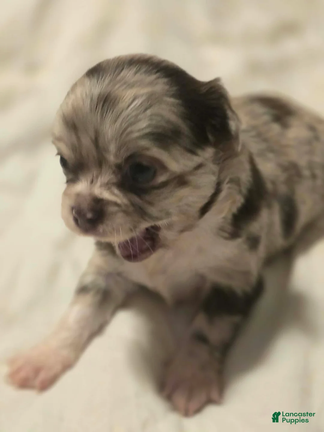 Chihuahua dogs for sale: jasmine - Ad 1