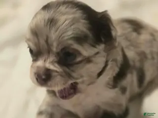 Chihuahua dogs jasmine - Ad 2