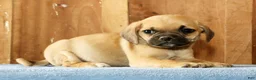Puggle dogs for sale: Max - Ad 5
