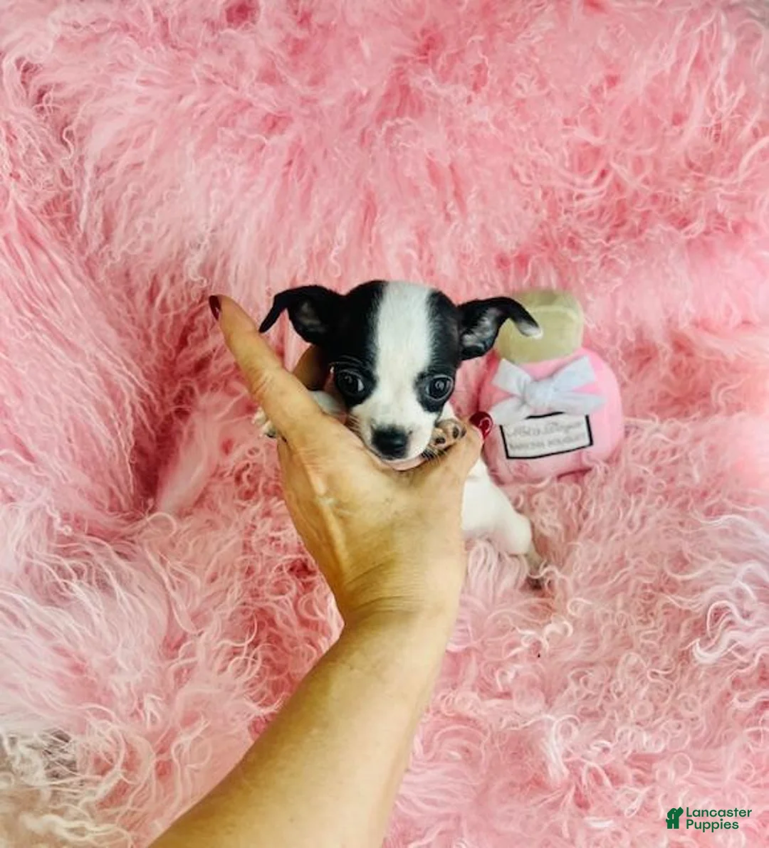 Chihuahua dogs for sale: Chihuahua 1 - Ad 1