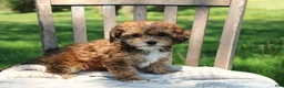 Havapoo dogs for sale: Tina - Ad 4