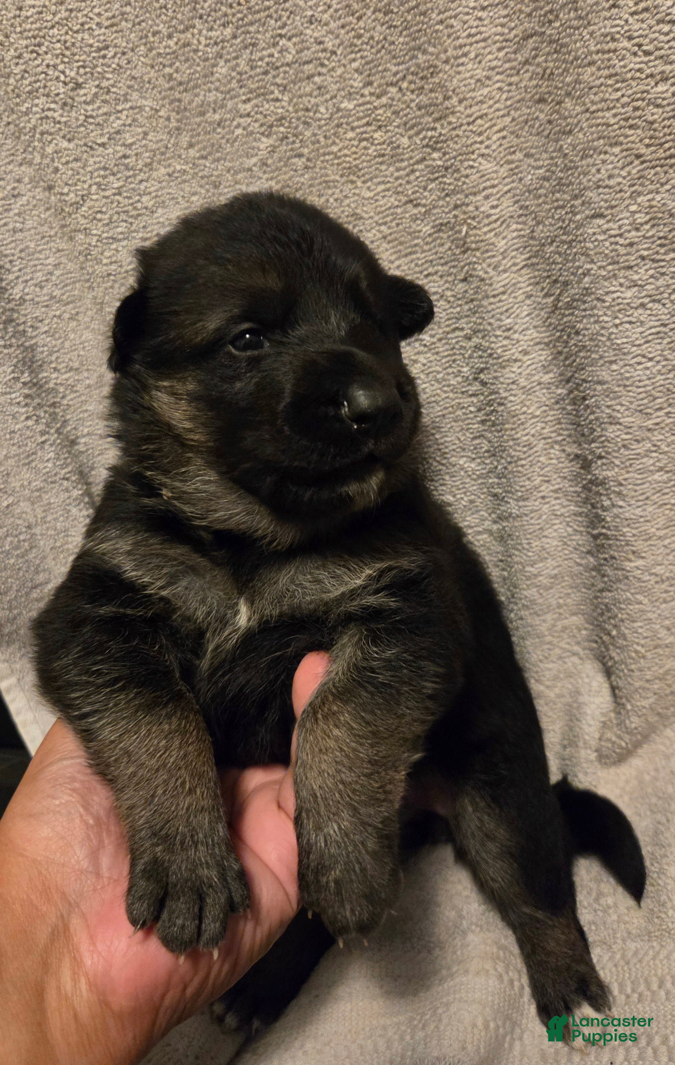 German Shepherd dogs Polly - Ad 1
