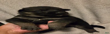 Polly
