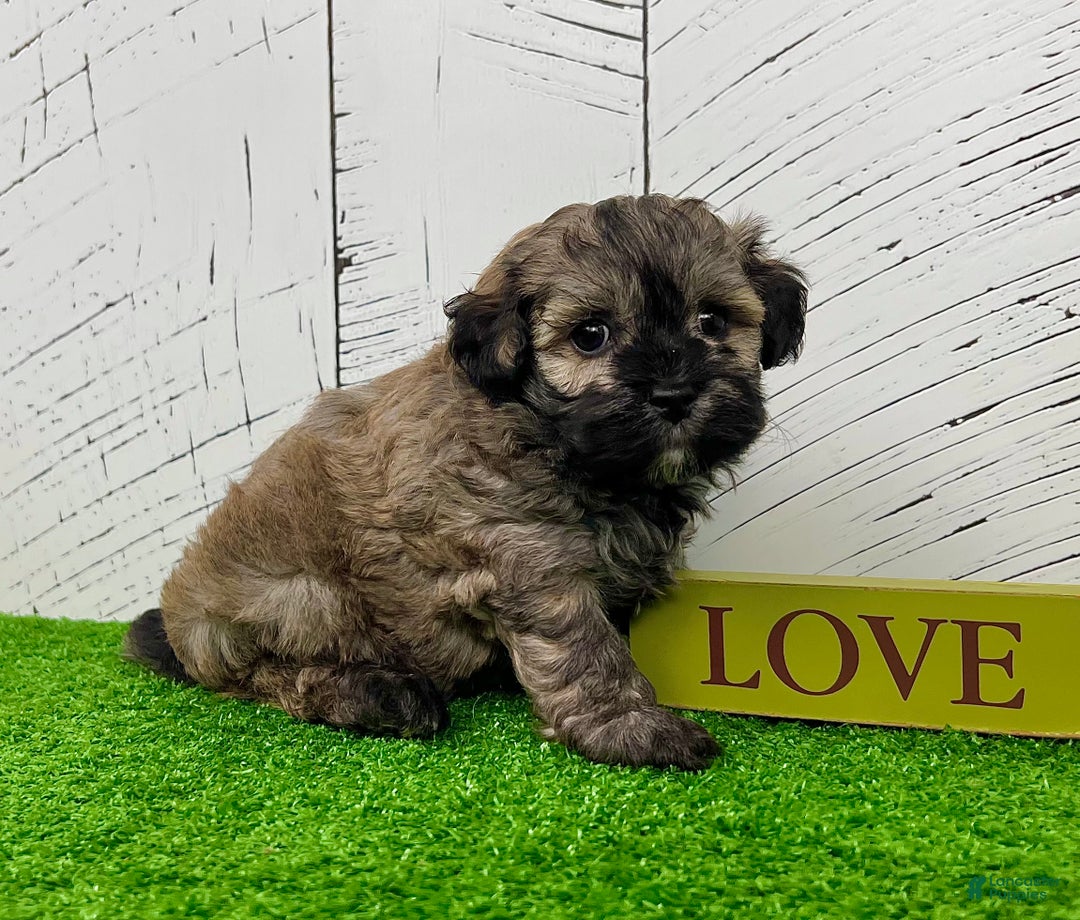 Havanese dogs for sale: Chip - Ad 4