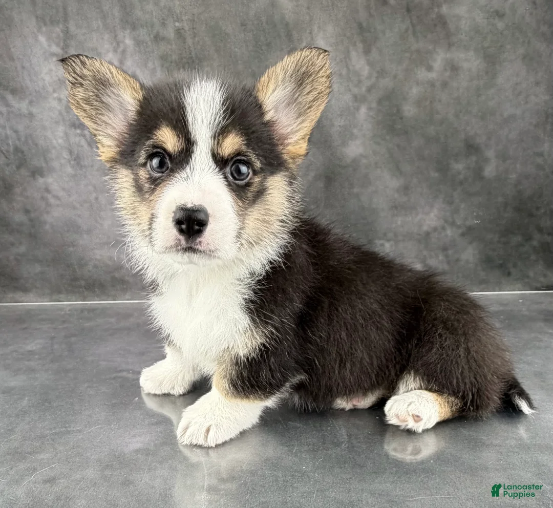 Welsh Corgi Pembroke dogs for sale: Winnie Tailed Baby ❤️ - Ad 4