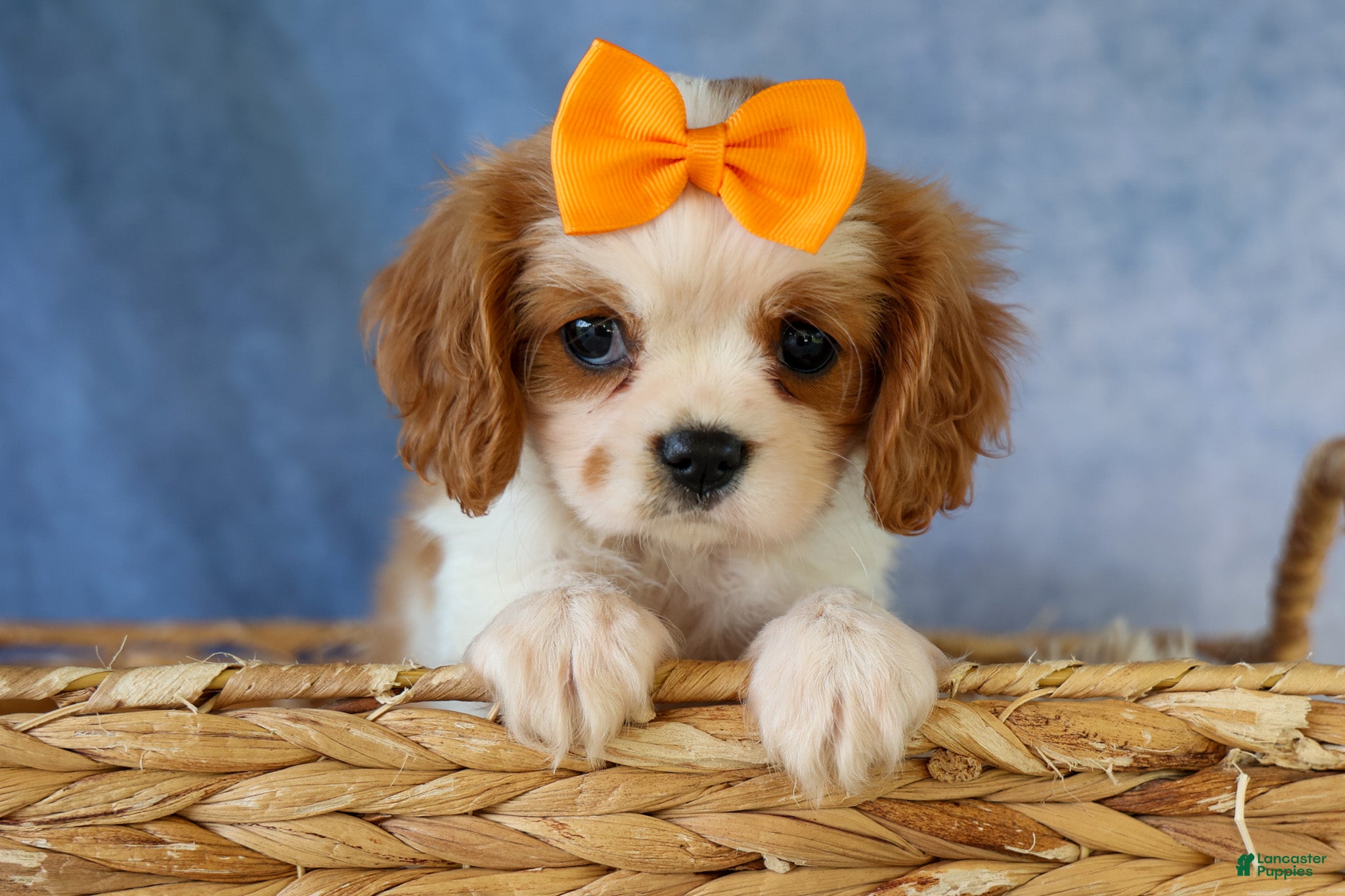 Cavalier King Charles Spaniel dogs  Nova🎀 - Ad 1