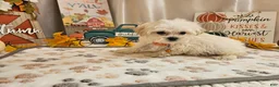 Maltipoo dogs for sale: Carson - Ad 7