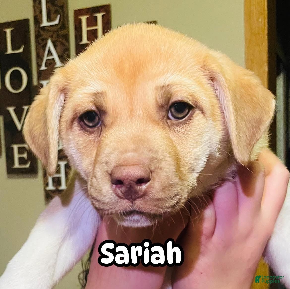 Mixed Breed dogs Mixed Breed Puppy 2 - Ad 24