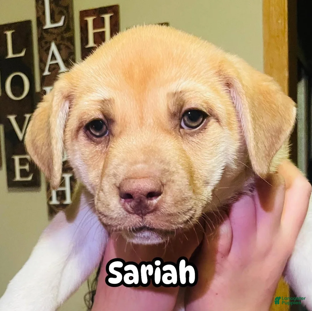 Mixed Breed dogs for sale: Mixed Breed Puppy 2 - Ad 1