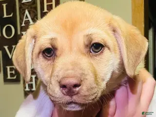 Mixed Breed dogs Mixed Breed Puppy 2 - Ad 24