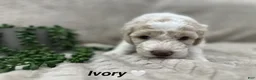 Goldendoodle dogs for sale: Lavender 💜 - Ad 53