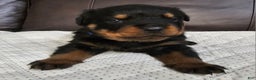 Rottweiler dogs for sale: Rottweiler Puppy 2 Blue Male - Ad 4