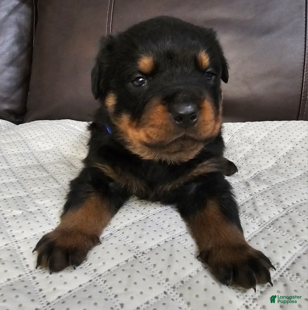 Rottweiler dogs for sale: Rottweiler Puppy 2 Blue Male - Ad 4