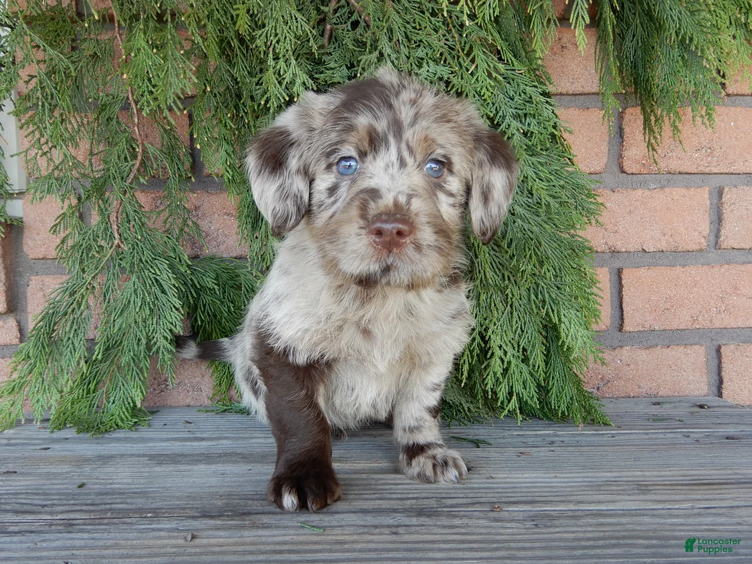 Labradoodle dogs for sale: Chase - Ad 1