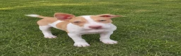 American Bulldog dogs for sale: American Bulldog female - Ad 2