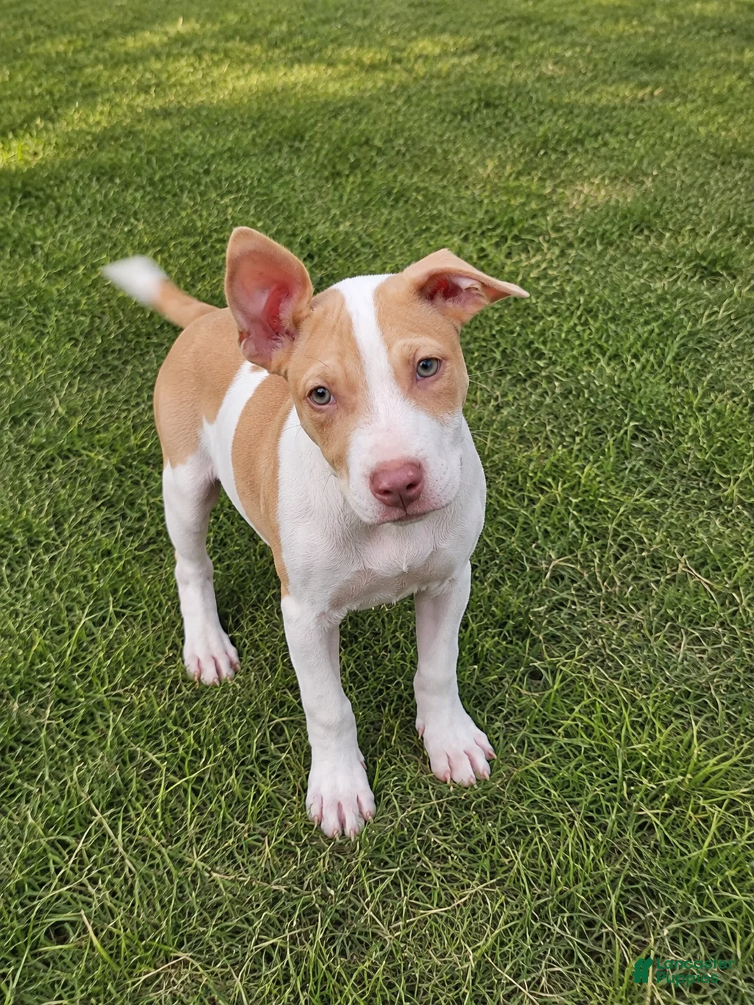American Bulldog dogs for sale: American Bulldog female - Ad 2