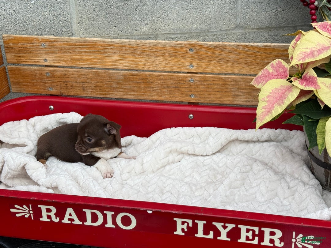 Chihuahua dogs for sale: Cozy - Ad 6