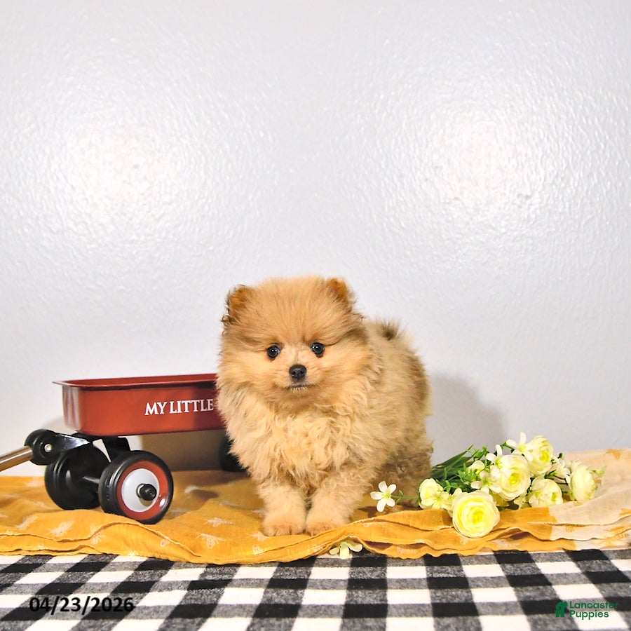 Pomeranian dogs Pippin - Ad 2