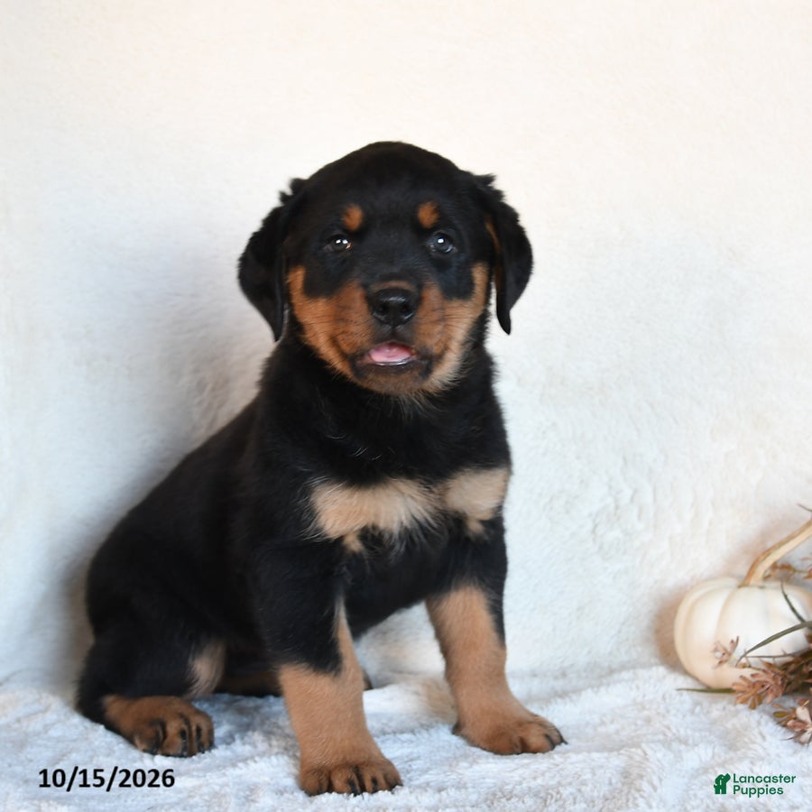 Rottweiler dogs Moxie - Ad 2
