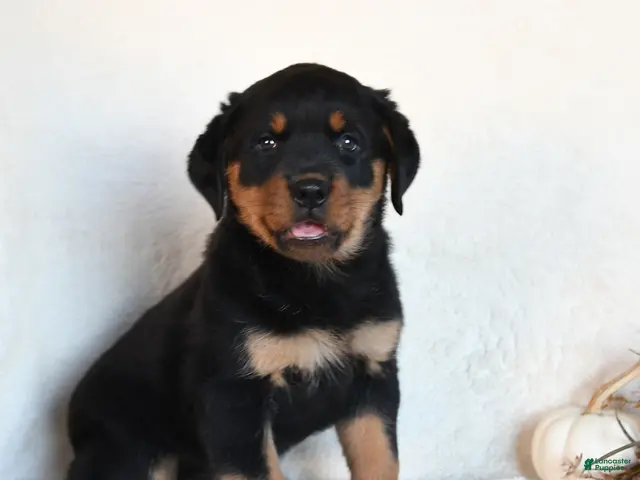 Rottweiler dogs for sale: Moxie - Ad 2
