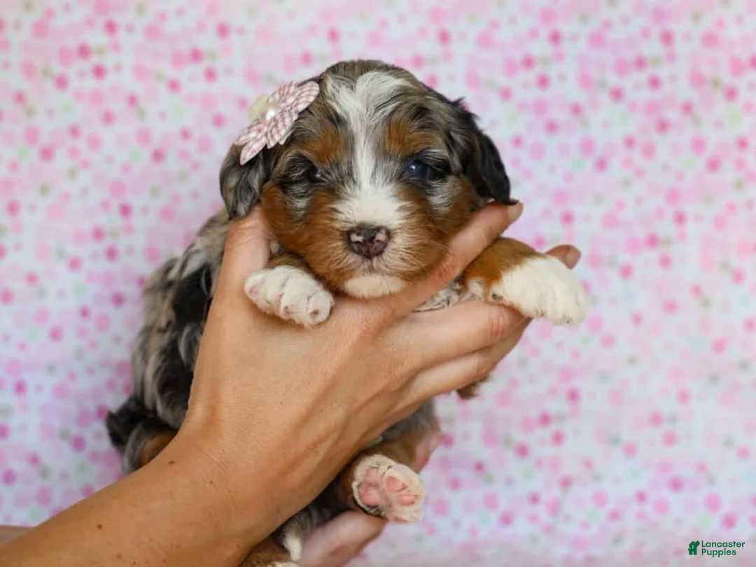 Mini Bernedoodle dogs for sale: Dorie - Ad 4