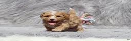 Havapoo dogs for sale: Zoey 🌷 Toy/Minature - Ad 26