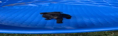 Belgian Malinois 1
