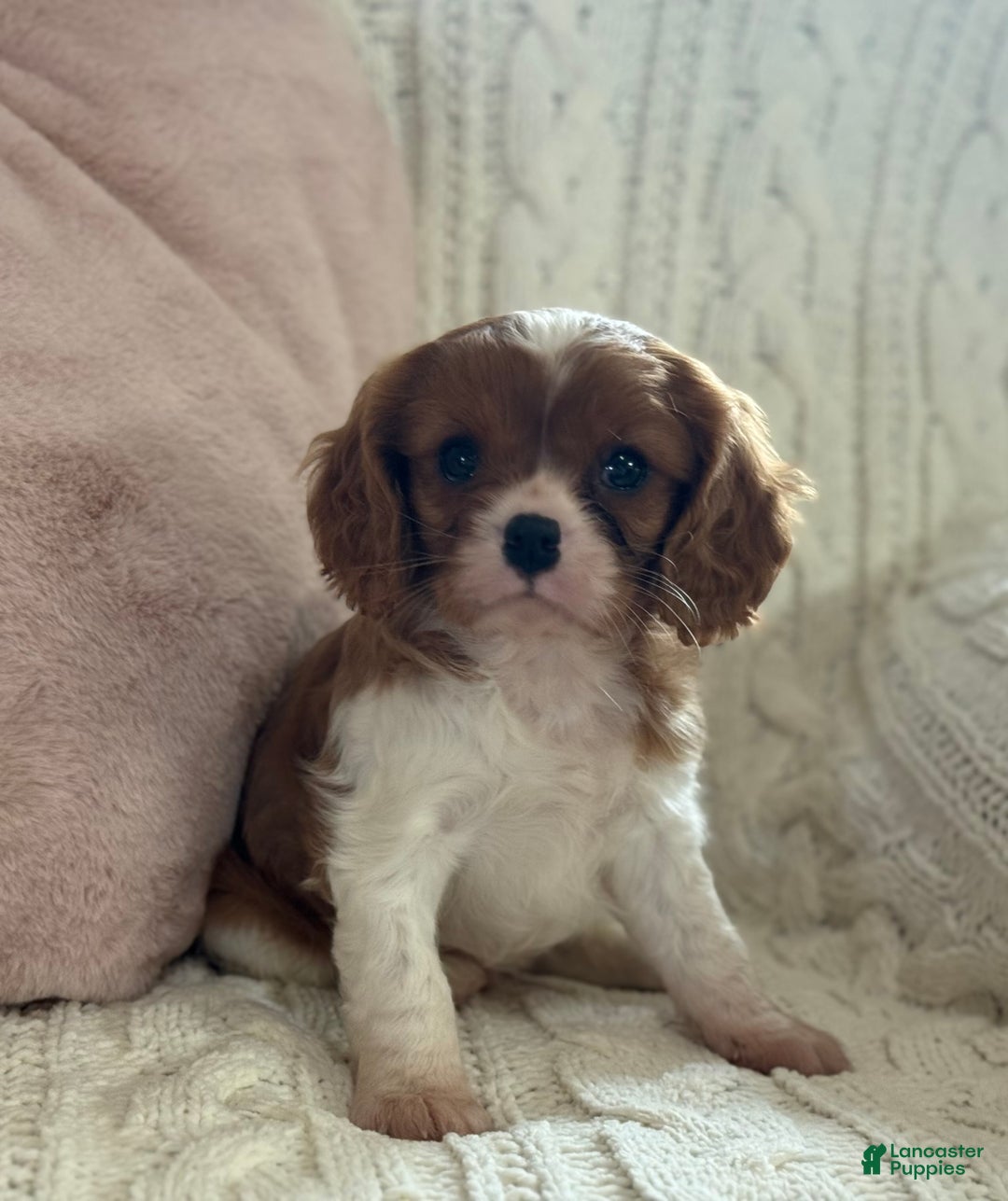 Cavalier King Charles Spaniel dogs for sale: Buttercup - Ad 7