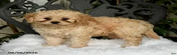 Cavapoo dogs for sale: Tori - Ad 2