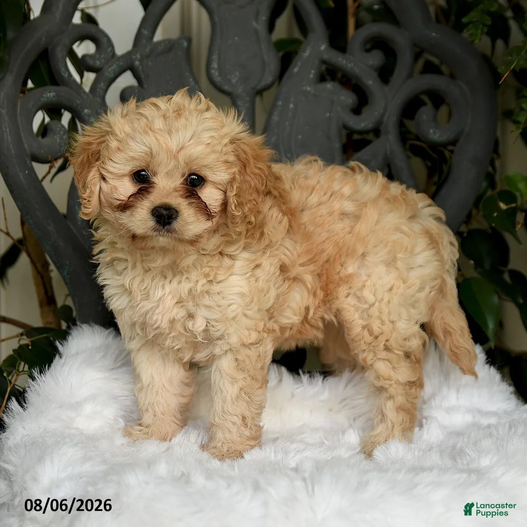 Cavapoo dogs for sale: Tori - Ad 2