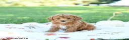 Toy Poodle dogs for sale: Cinnamon - Ad 4