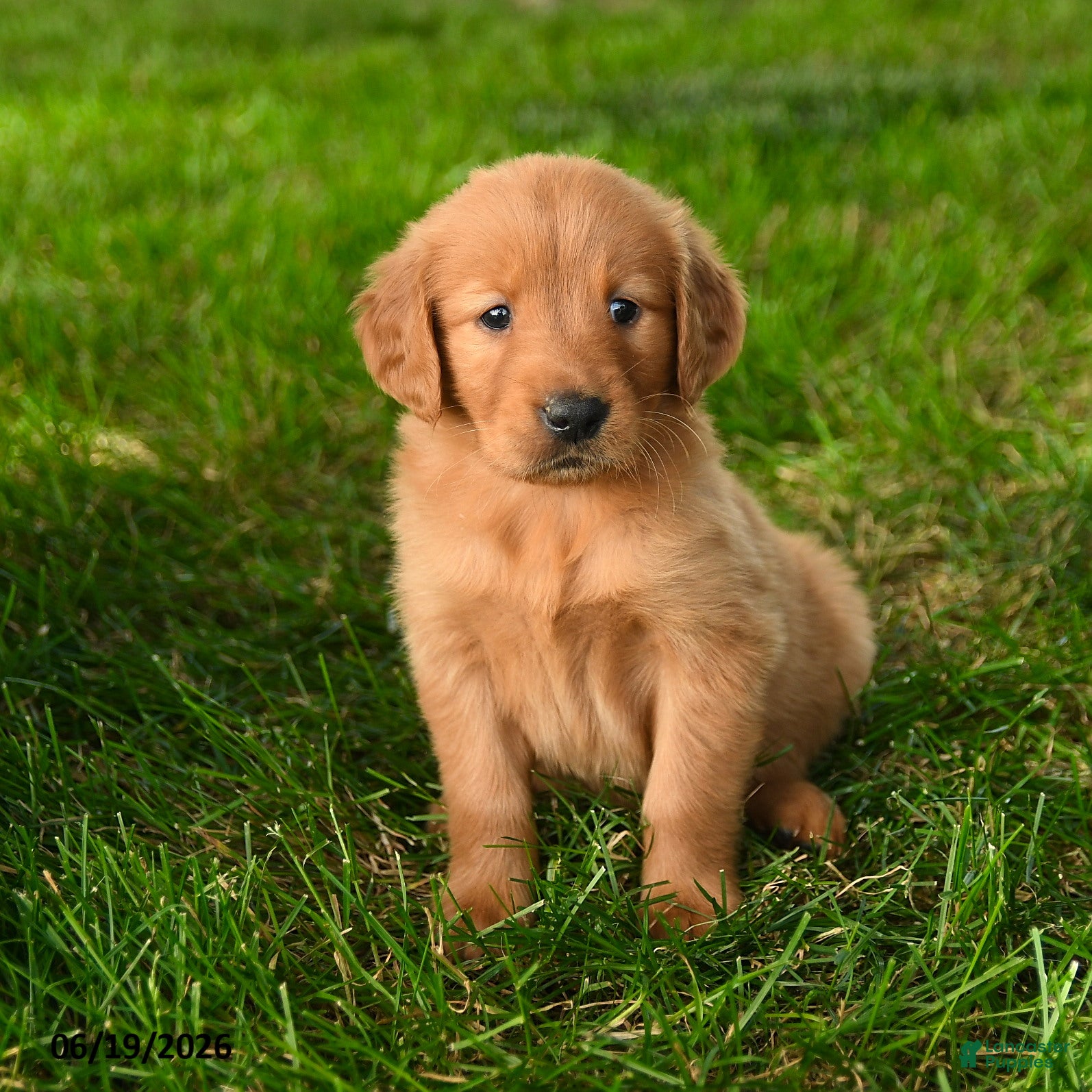 Golden Retriever dogs Charity - Ad 2