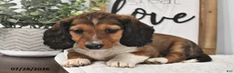 Miniature Dachshund dogs for sale: Jodie - Ad 4