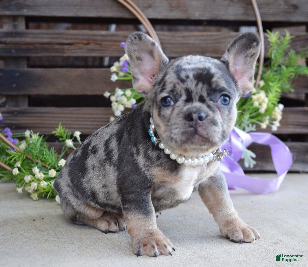 French Bulldog dogs for sale: Max - Ad 9