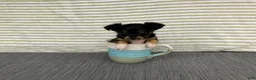 Chihuahua dogs for sale: Bodie - Ad 9