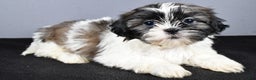 Shih Tzu dogs for sale: Lexi - Ad 2