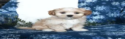 Shihpoo dogs for sale: Wyatt - Ad 1