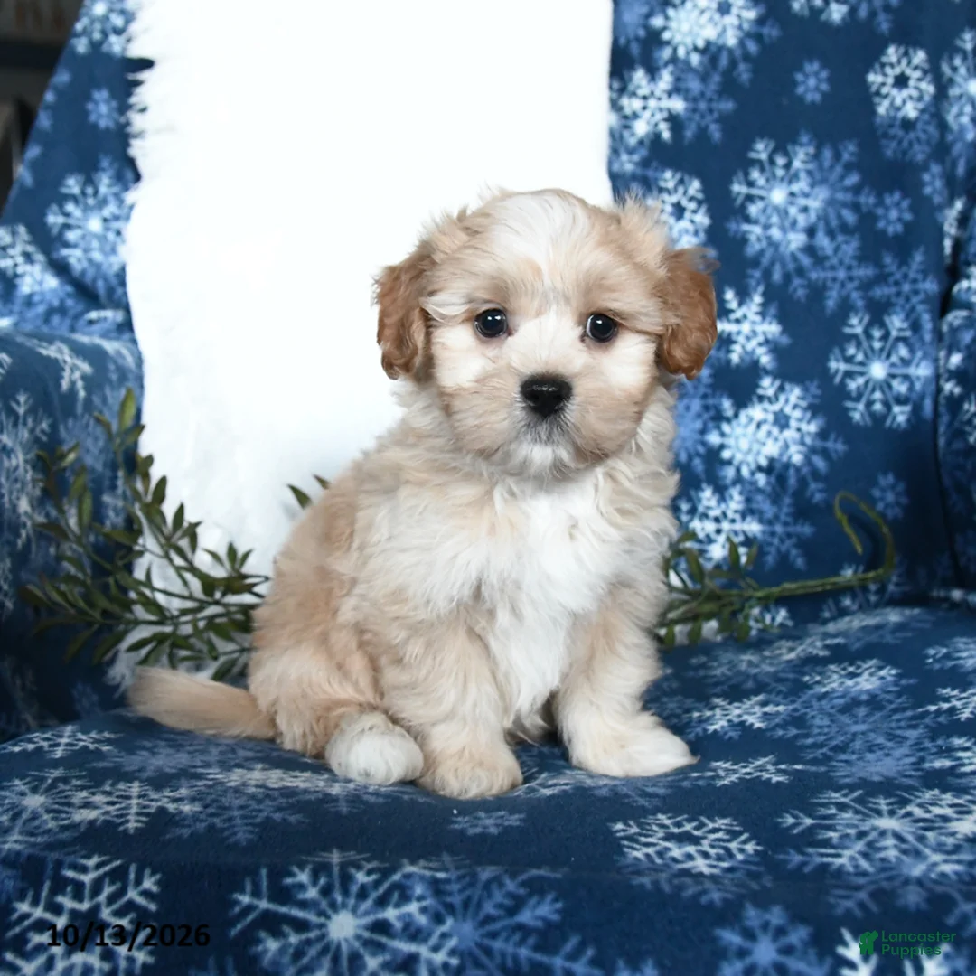 Shihpoo dogs for sale: Wyatt - Ad 1