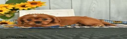 Cavalier King Charles Spaniel dogs for sale: Tinker - Ad 5