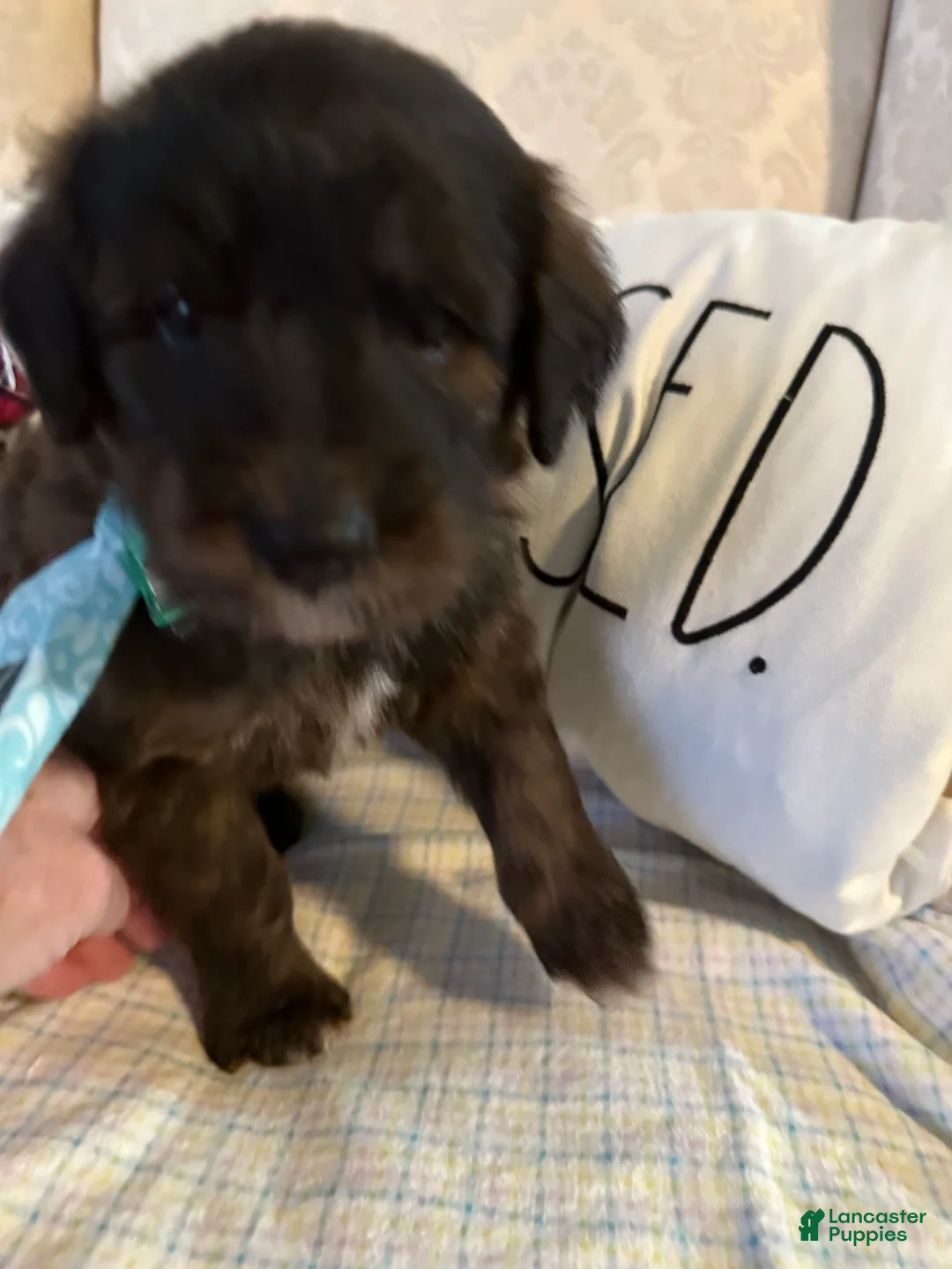 Mixed Breed dogs for sale: male # 5 English Shepherd Doodle  - Ad 3