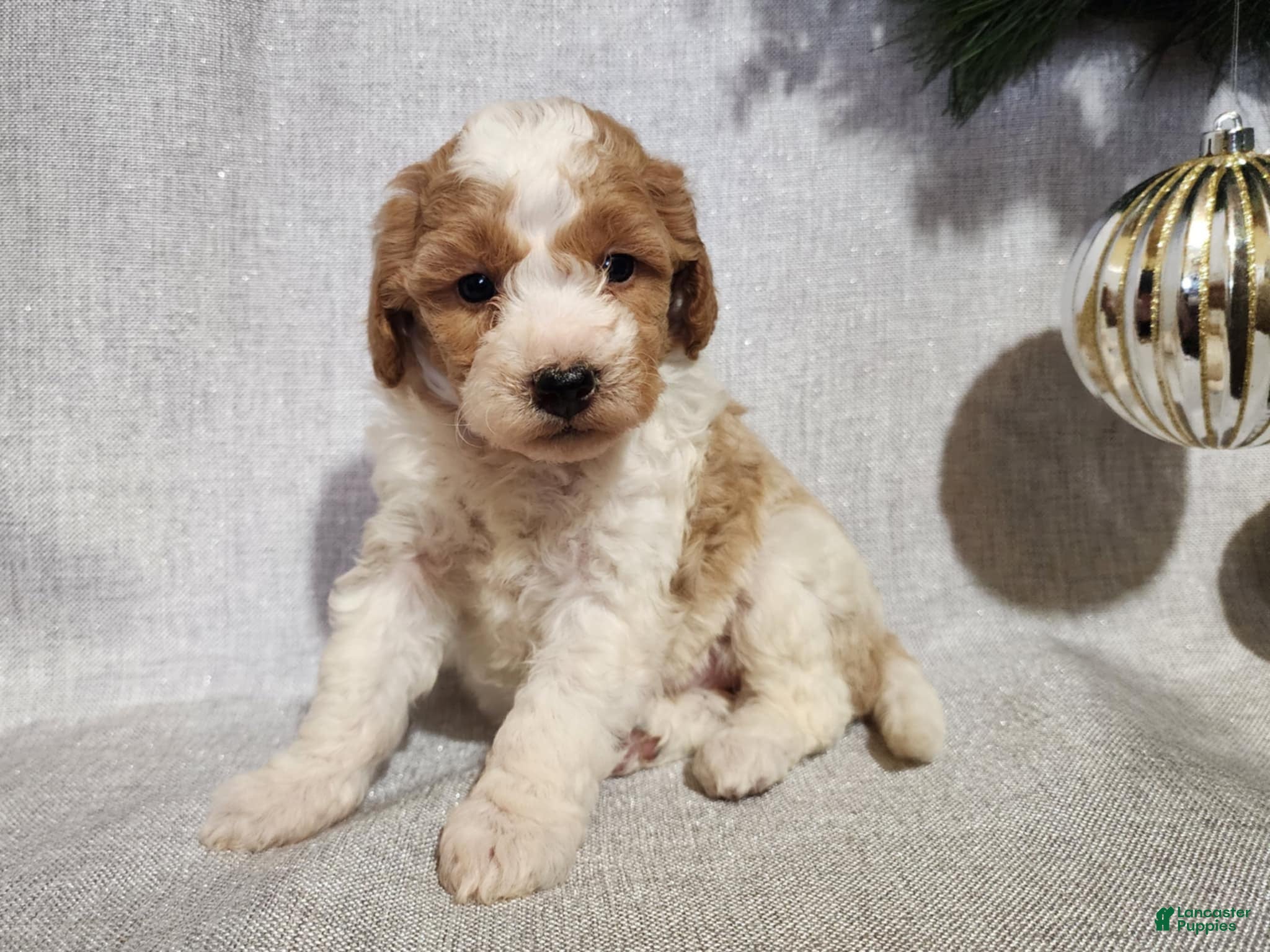 Mini Goldendoodle dogs Oma - Ad 19