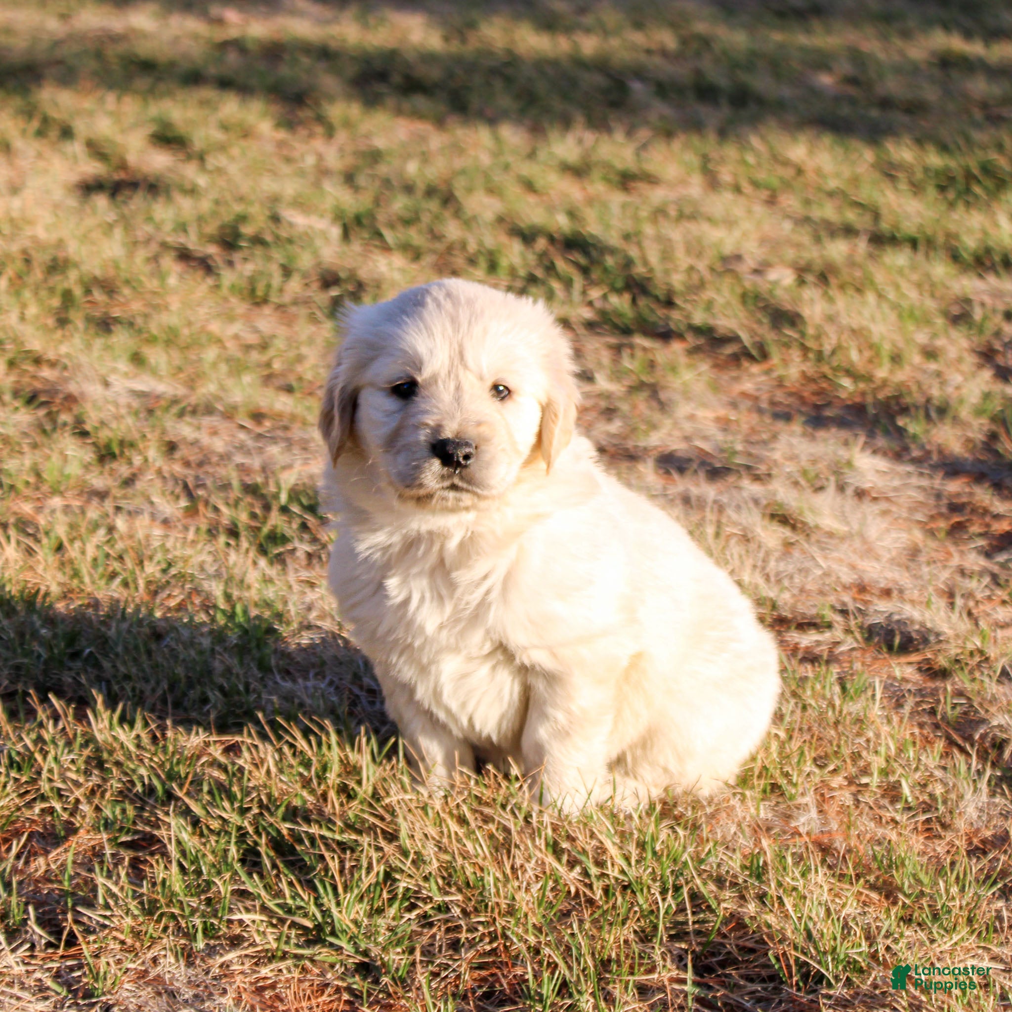 Golden Retriever dogs Mike the TRAINED Golden Retriever Puppy  - Ad 2