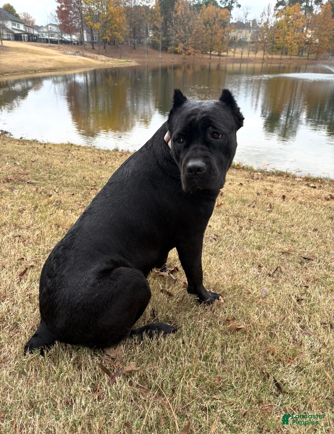Cane Corso dogs for sale: Cane Corso Puppy 5 - Ad 2