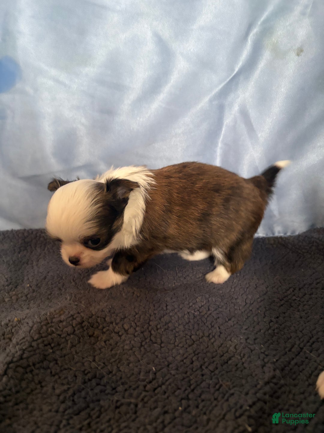 Chihuahua dogs for sale: Chihuahua Puppy 1 - Ad 5