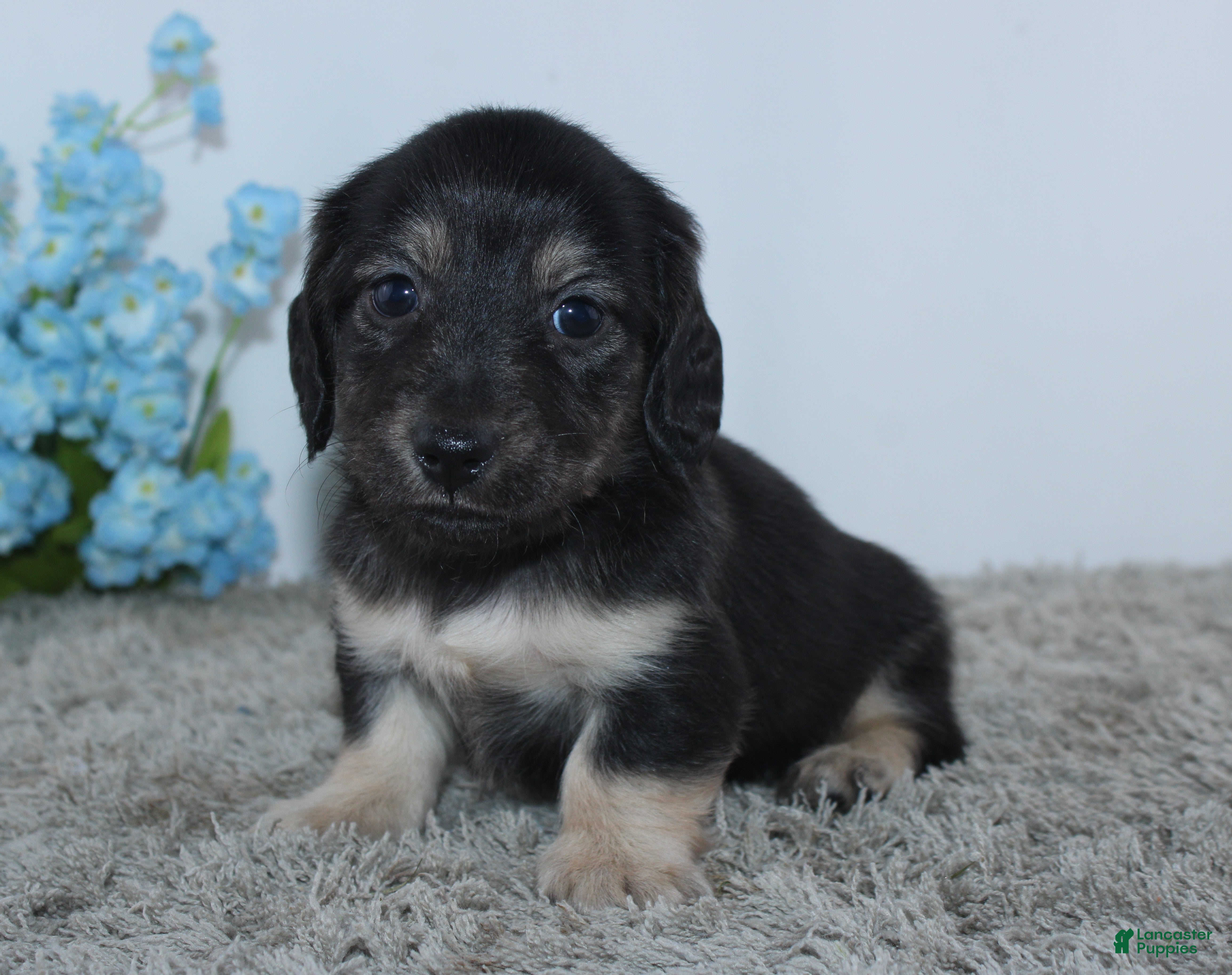 Miniature Dachshund dogs for sale: Tristan - Ad 1
