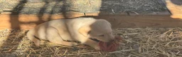 Labrador Retriever dogs for sale: Labrador Retriever 2 - Ad 4