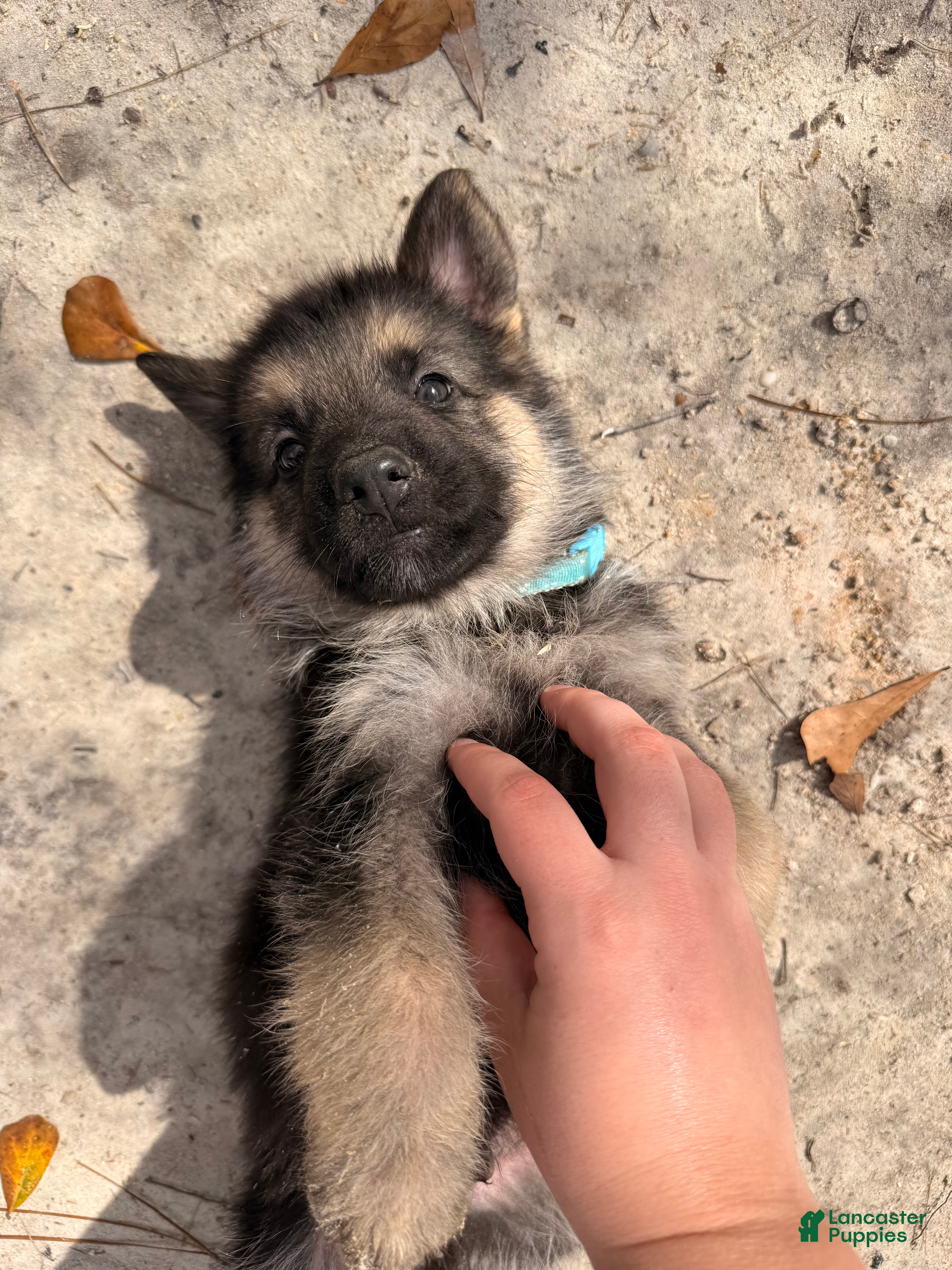 German Shepherd dogs German Shepherd Puppy 9 - Ad 20