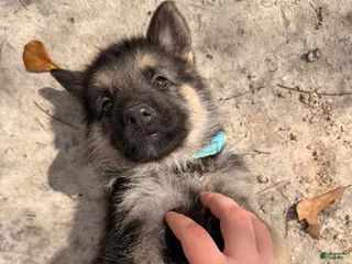 German Shepherd dogs German Shepherd Puppy 9 - Ad 20