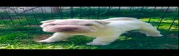 Shar Pei dogs for sale: Shar Pei Puppy 1 - Ad 6